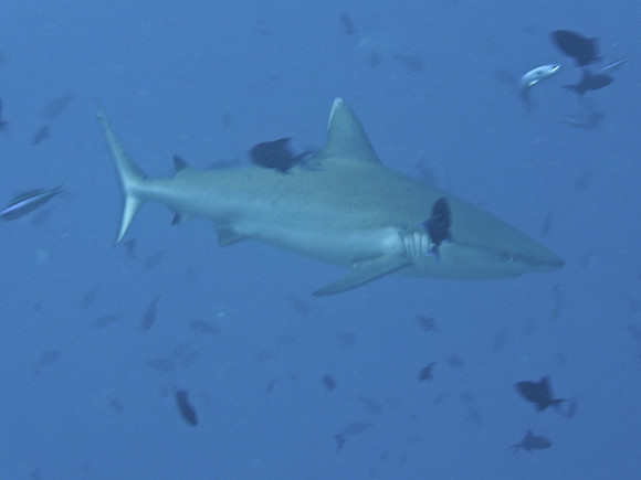 Mal-Dives-31