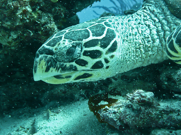 Mal-Dives-34