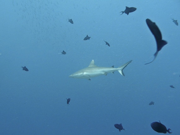 Mal-Dives-22