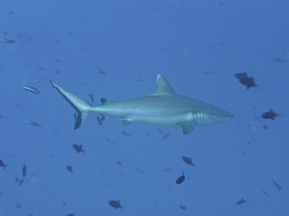 Mal-Dives-32