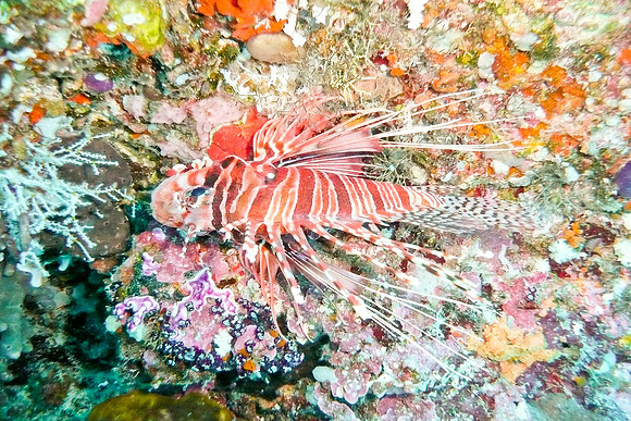 Mal-Dives-103