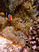 Mal-Dives-19