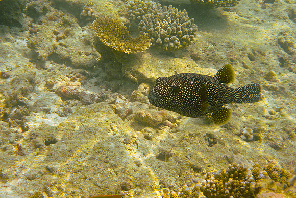 Mal-Dives-115