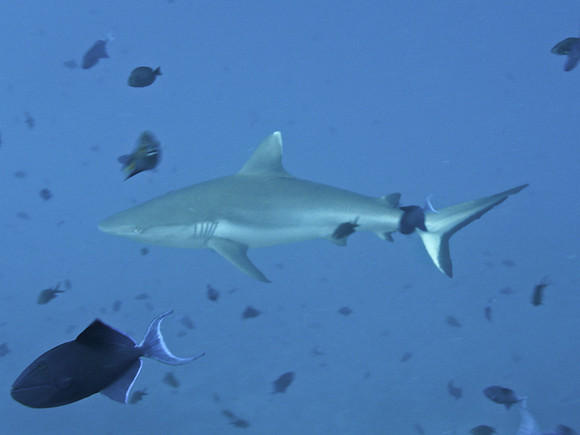 Mal-Dives-26