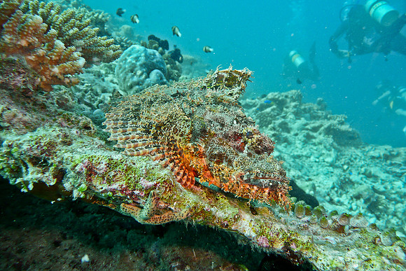 Mal-Dives-67
