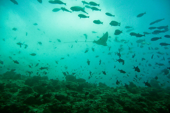 Mal-Dives-101