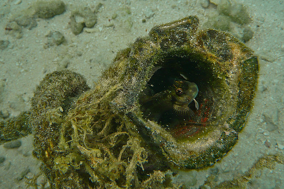 Mal-Dives-57