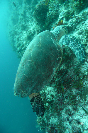 Mal-Dives-81