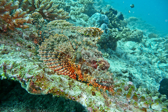 Mal-Dives-68