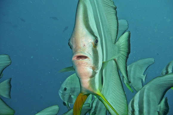 Mal-Dives-62