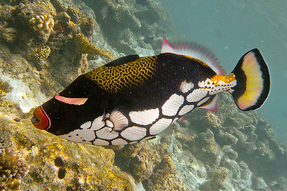 Mal-Dives-116