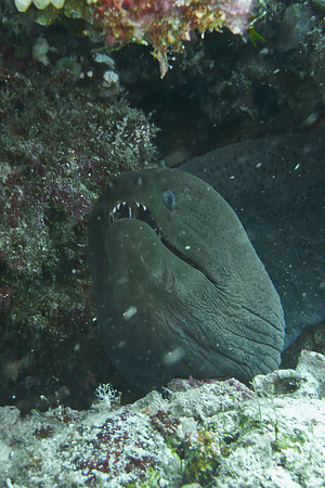 Mal-Dives-54