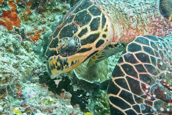 Mal-Dives-85