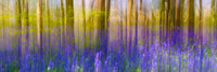 Bluebelle Pano