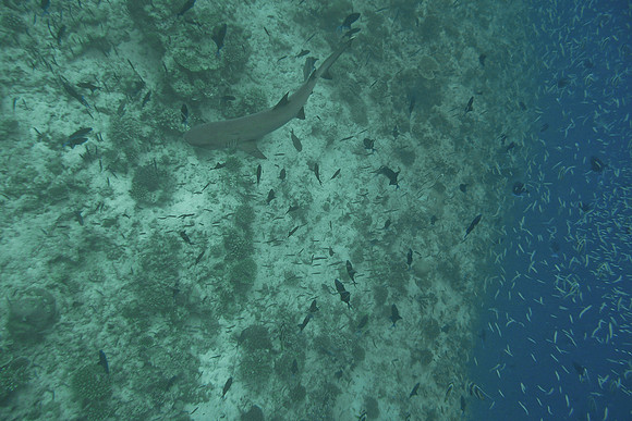 Mal-Dives-55