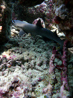 Mal-Dives-16