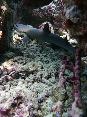 Mal-Dives-16
