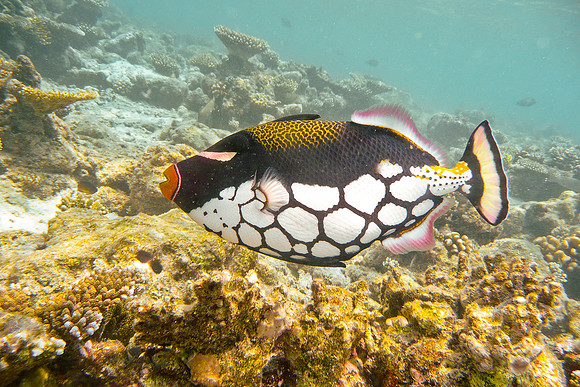 Mal-Dives-117