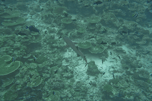 Mal-Dives-56