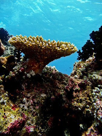 Mal-Dives-21