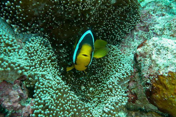Mal-Dives-105