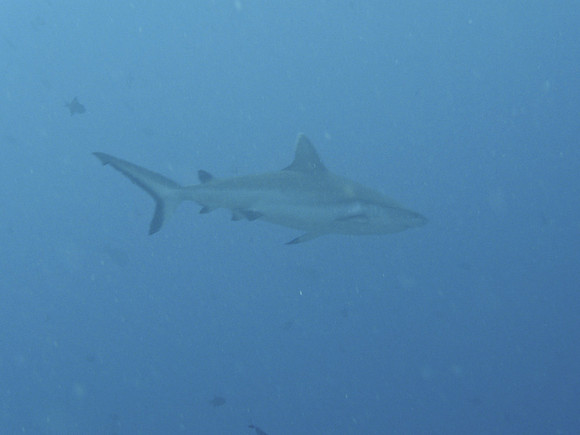 Mal-Dives-35