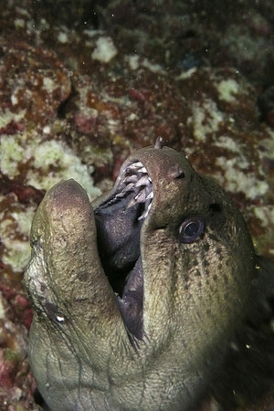 Mal-Dives-49