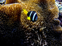 Mal-Dives-12