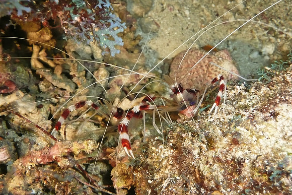 Mal-Dives-47