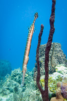 2015 Jamaica