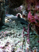 Mal-Dives-15