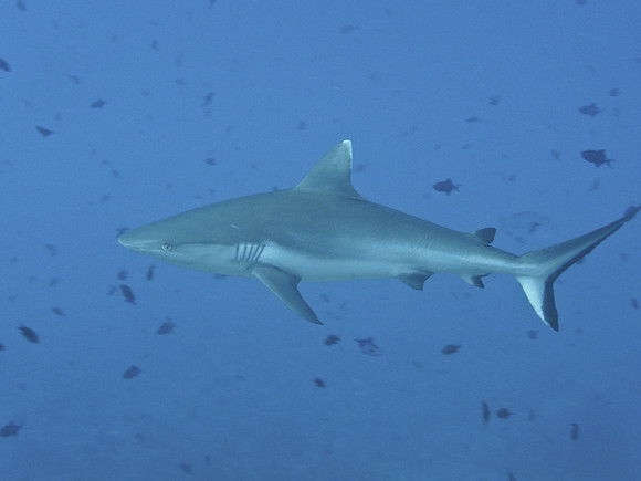 Mal-Dives-27