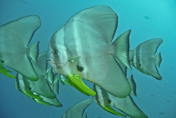 Mal-Dives-61