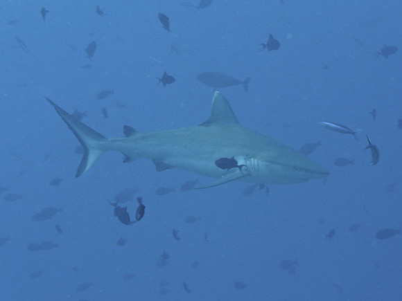 Mal-Dives-30