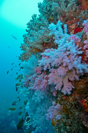 Mal-Dives-72