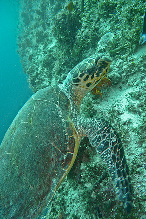 Mal-Dives-82