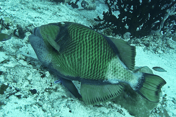 Mal-Dives-51
