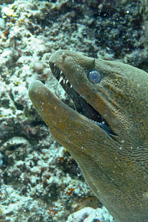 Mal-Dives-108