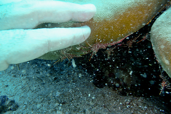Mal-Dives-114
