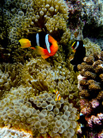 Mal-Dives-20