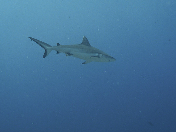 Mal-Dives-37