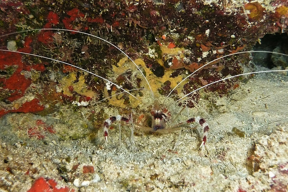 Mal-Dives-50