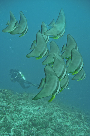 Mal-Dives-59