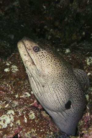 Mal-Dives-48
