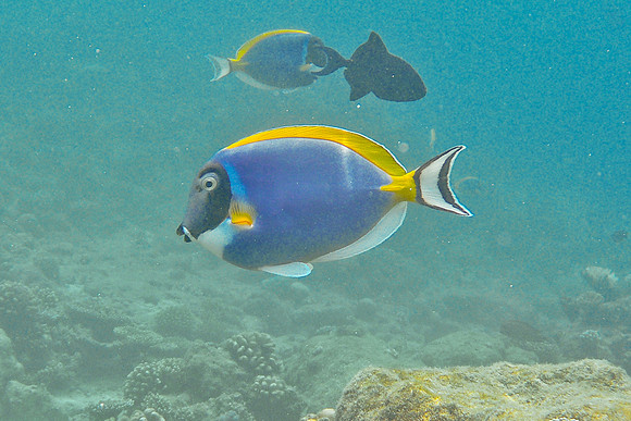 Mal-Dives-118