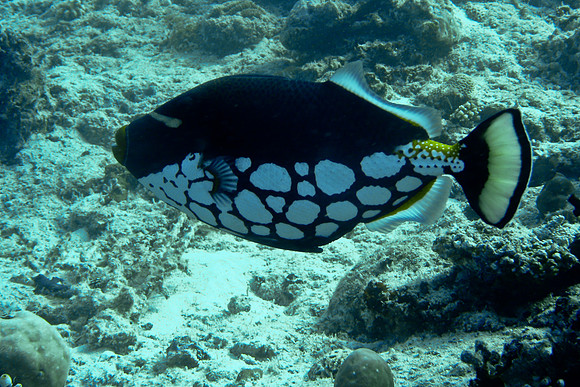 Mal-Dives-111