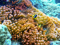 Mal-Dives-5