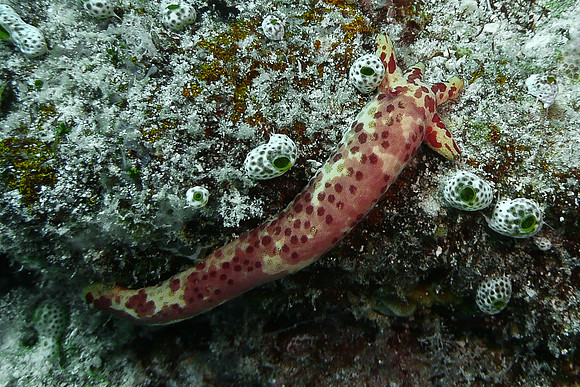 Mal-Dives-52