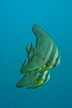 Mal-Dives-66