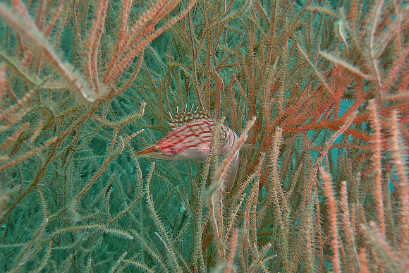 Mal-Dives-73